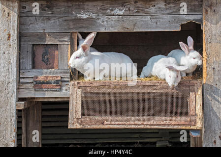 Rabbits in a cage Stock Photo