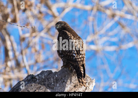 A Pretty Dark Morph Red-tailed Hawk Stock Photo