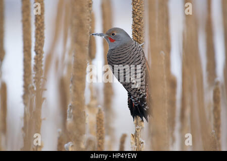 A Beautiful Red-shafted Northern Flicker on a Mullein in Wintertime Stock Photo