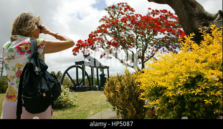 Mauritius, fire tree. Mauritius, flame tree, flowers, red tree, tourist taking picture Stock Photo