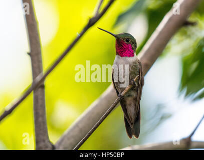 A Beautiful Broad-tailed Hummingbird Perched in a Tree Stock Photo