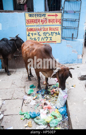 cow,eating,rubbish,garbage,plastic,Varanasi,Benares,ancient,city,on,banks,of,sacred,River,Ganges,bathing,ghats,Uttar,Pradesh,India,Indian,Asia,Asian, Stock Photo