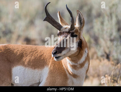 A Pronghorn Close Up on the Plains of Colorado Stock Photo