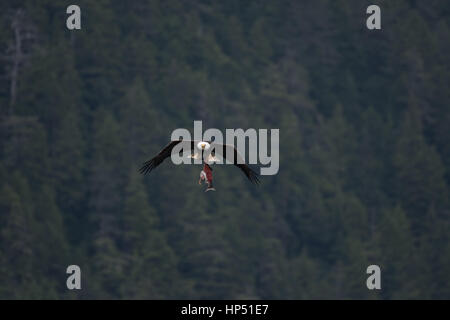 A Majestic Bald Eagle in Flight Carrying a Salmon Carcass Stock Photo