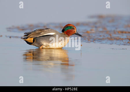 Adult drake Eurasian or Common Teal Anas crecca walking on an estuary in winter in north Norfolk, UK Stock Photo
