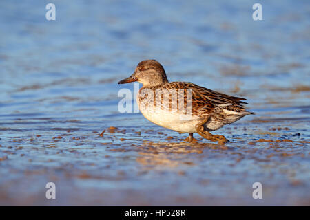 Adult female Eurasian or Common Teal Anas crecca walking on an estuary in winter in north Norfolk, UK Stock Photo