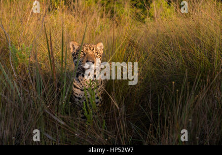 Jaguar exploring a grassland in the Cerrado Stock Photo