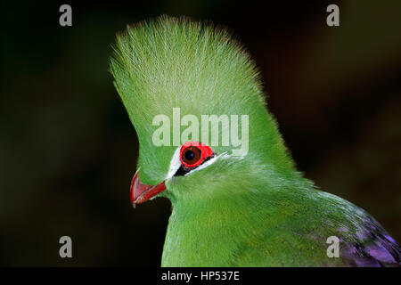 Portrait of a colorful green turaco (Tauraco persa) on black, West Africa Stock Photo