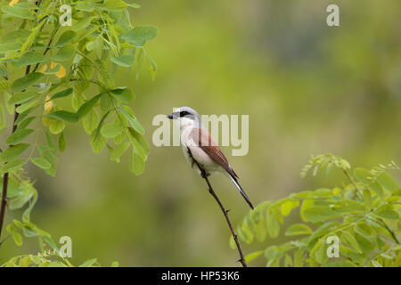 Adult male red-backed shrike in Hungary Stock Photo