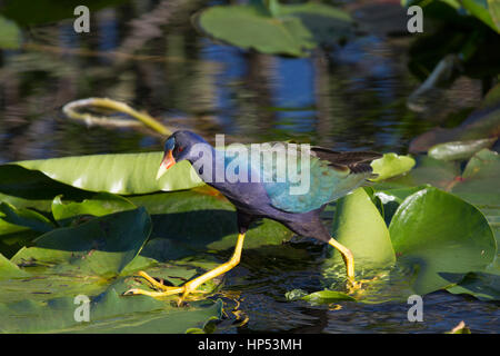 New-World purple gallinule walking on leaves in Florida Stock Photo