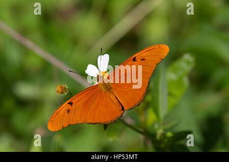 Dryas iulia, the Julia butterfly Stock Photo