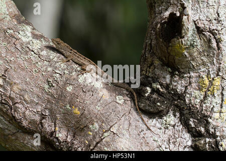 Brown anole (Anolis sagrei) in Florida Stock Photo
