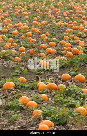 Ripe orange pumpkins growing in field, fens UK. Unsharpened Stock Photo