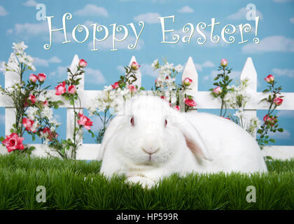 white albino lop eared bunny rabbit laying in tall green grass looking at viewer. white picket fence with pink small roses. Blue background sky with c Stock Photo