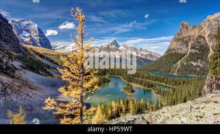 Golden larch trees in Autumn at Lake O'Hara in Yoho National Park, British Columbia, Canada Stock Photo