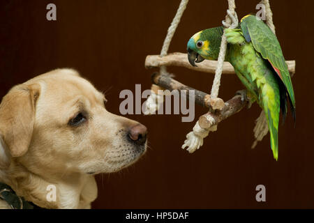 Amazon parrot and labrador at home Stock Photo