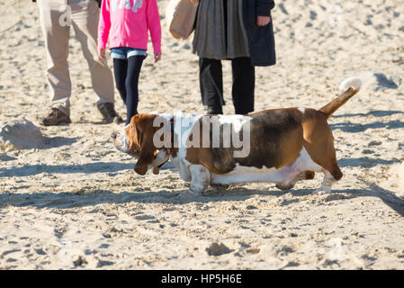 Family walking their Basset Hound dog on a beach in winter sunshine. Stock Photo