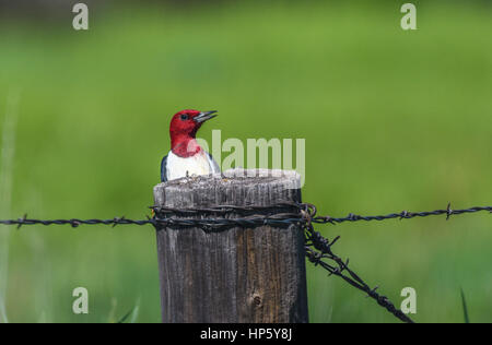 A Red-headed Woodpecker Peeks Over the Top of a Fence Post Stock Photo