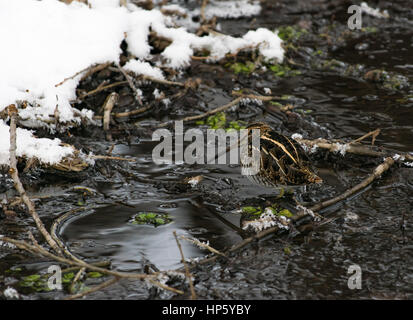 A Common (Wilson's) Snipe Well Hidden in a Creek Bed Stock Photo
