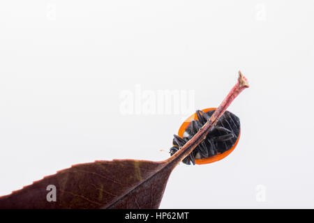 Beautiful photo of red ladybug walking on a dry leaf Stock Photo