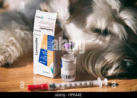 Insulin, Syringe Caninsulin Vial for Canine Diabetes, Diabetic Dog, Pet Stock Photo - Alamy