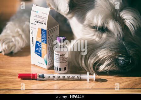 Insulin, Syringe Caninsulin Vial for Canine Diabetes, Diabetic Dog