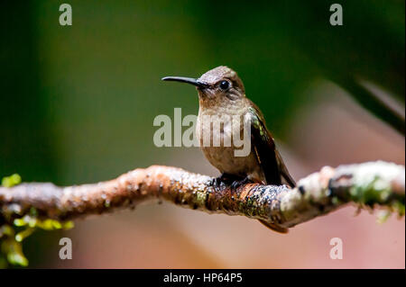 Sombre Hummingbird (Aphantochroa cirrochloris), photographed  in Santa teresa, Espírito Santo - Southeast of Brazil. Atlantic Forest Biome. Stock Photo