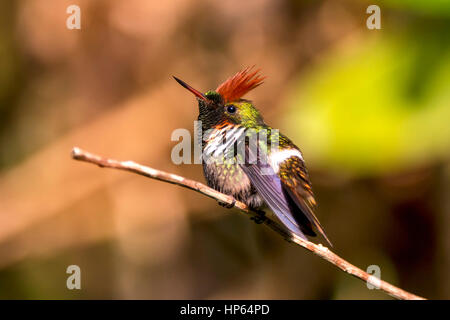 Tiny Frilled Coquette (Lophornis magnificus), photographed in Santa Teresa, Espírito Santo - Southeast of Brazil. Atlantic Forest Biome. Stock Photo