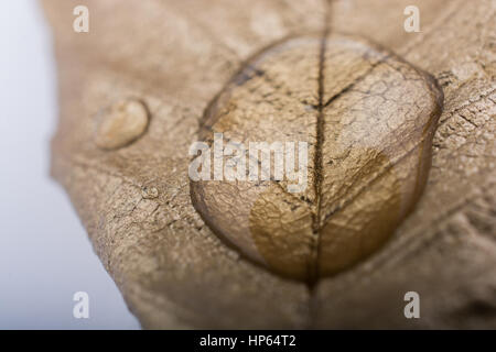 Water drops found on a gold color painted leaf Stock Photo