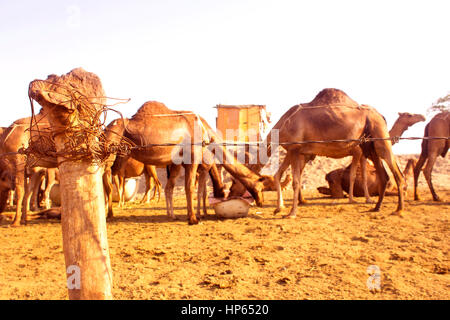 Camel Farm in Mecca, KSA Stock Photo