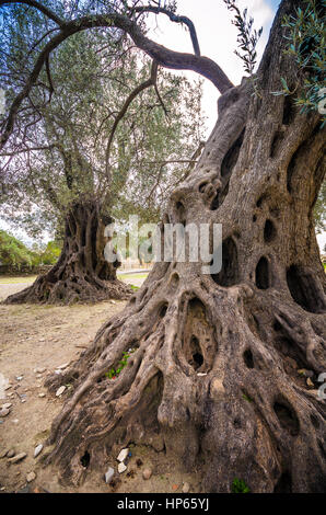 Olive field with big old tree roots and trunk, Crete, Greece Stock Photo