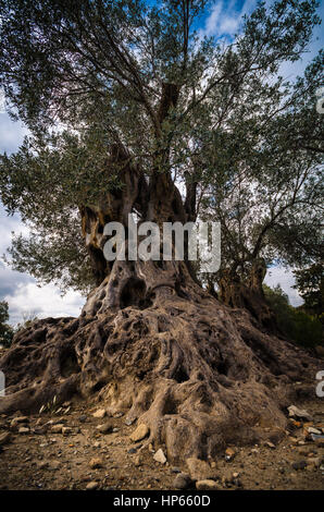 Olive field with big old tree roots and trunk, Crete, Greece Stock Photo