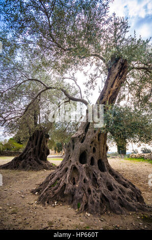 Olive field with big old tree roots and trunk, Crete, Greece Stock Photo