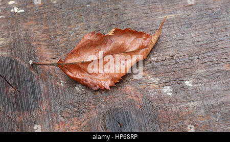Brown leaf on the wooden table Stock Photo