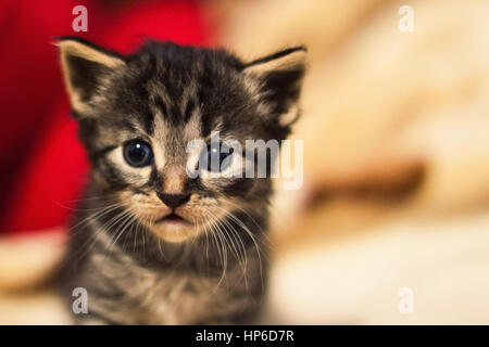 Portrait of a small cute kitty Stock Photo