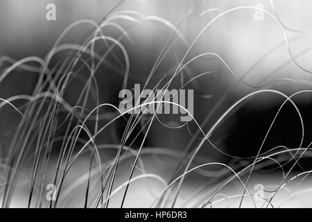 Curly tops of beach grass. Stock Photo