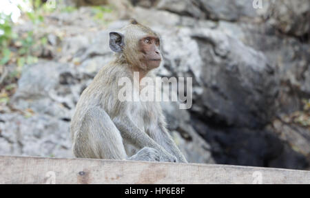 Macaque Monkey Stock Photo