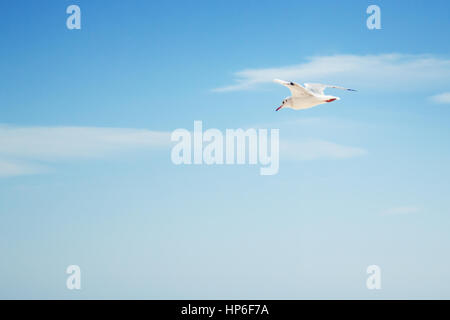 seagull on the sky background. Background with place for text seagull flying in the sky Stock Photo