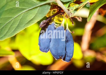 Organic blue berries of a honeysuckle on a branch with leaves. Summer or vegetarian background, nature concept. Closeup of ripe and juicy honeysuckle  Stock Photo