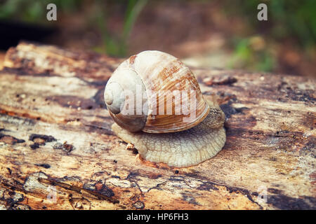 Snail on a tree in a forest.  Lonely snail. Snail on a log Stock Photo