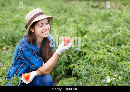 Young farmer harvesting tomatoes, photo with copy space and horizontal shot. Woman in her garden harvesting tomatoes. Happy young girl with tomato. Ha Stock Photo