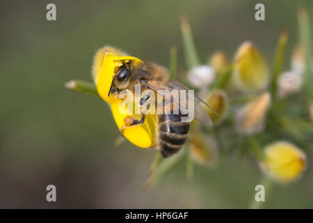 Close-up of honey bee on gorse flower, UK Stock Photo