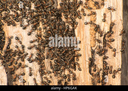 Wood ant (Formica rufa) colony on dead tree trunk Stock Photo