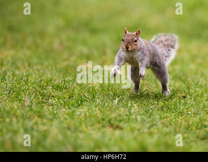 Grey Squirrel ( Sciurus carolinensis ) jumping from below wide angle ...