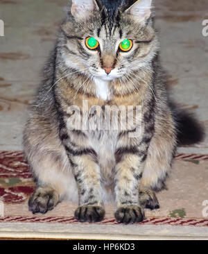 The fluffy cat with glowing big eyes Stock Photo