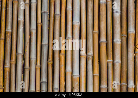 lengths of dry bamboo as background texture Stock Photo
