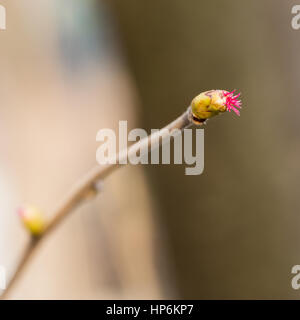 Corylus avellana. Hazel plant. Female flower. Fruit tree. Stock Photo