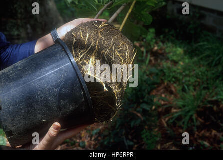 RE-POTTING A PLANT Stock Photo