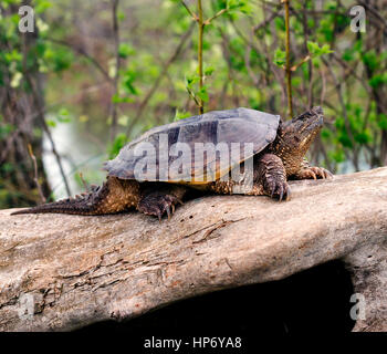 Common snapping turtle basking in the sun along the North Fork Shenandoah River at the back of my property in Virginia. Stock Photo