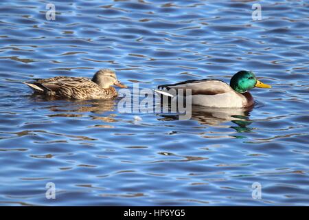 Two mallard ducks swimming together across a lake Stock Photo